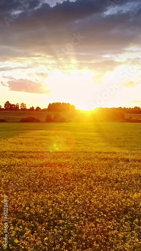 Golden landscape, shining sun, blooming canola field, vertical footage