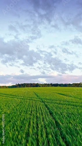 Drone flight over green wheat field, sky with clouds, skyline, vertical background