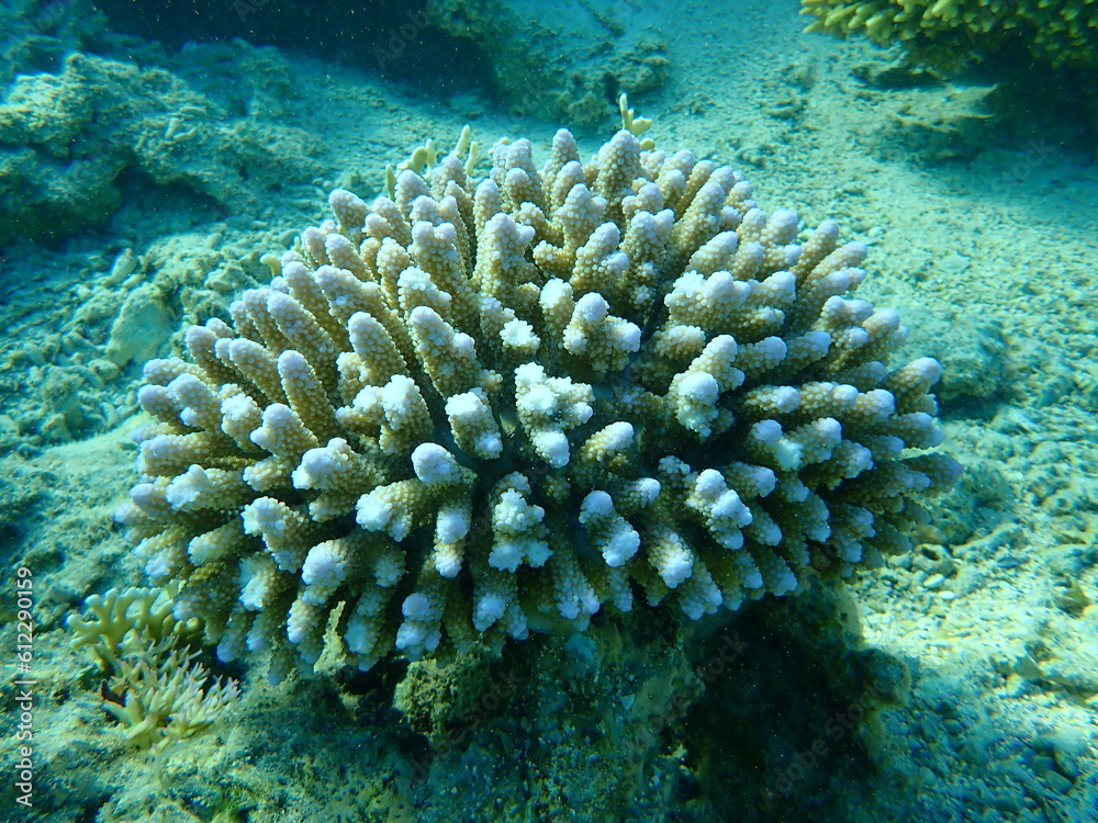 Obraz premium Polyp stony coral Acropora gemmifera undersea, Red Sea, Egypt, Sharm El Sheikh, Nabq Bay