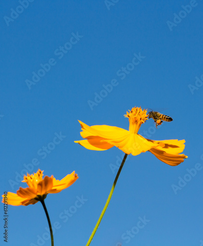 Abelha na flor de cravo amarela