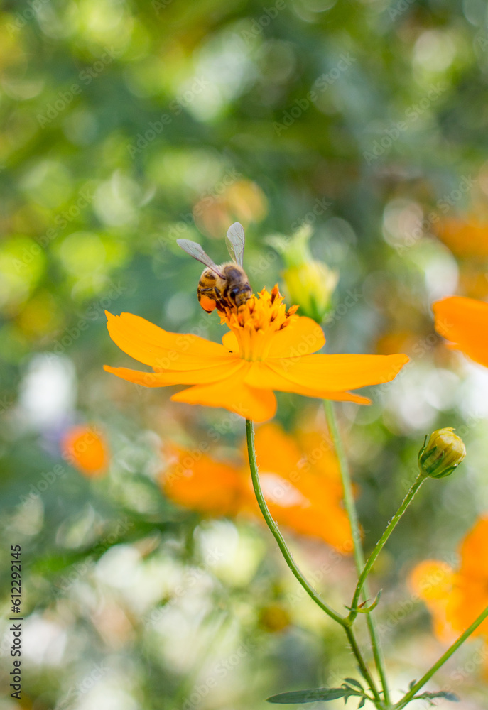 Abelha na flor de cravo amarela - bee collecting pollen on carnation flower Abelha na flor de cravo amarela - bee collecting pollen on carnation flower