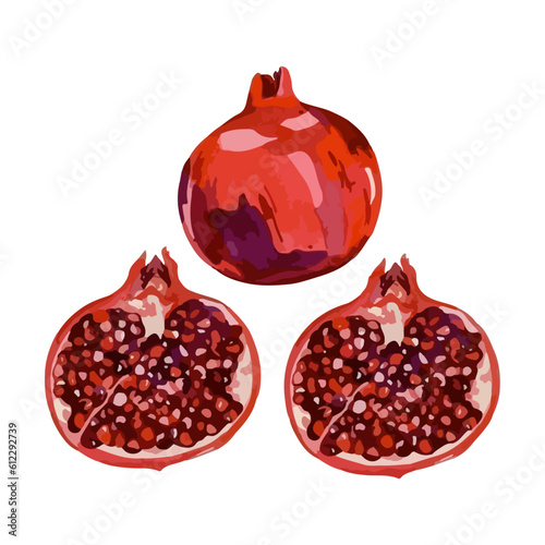 Hand drawn watercolor painting on white background. Vector illustration of fruit pomegranate