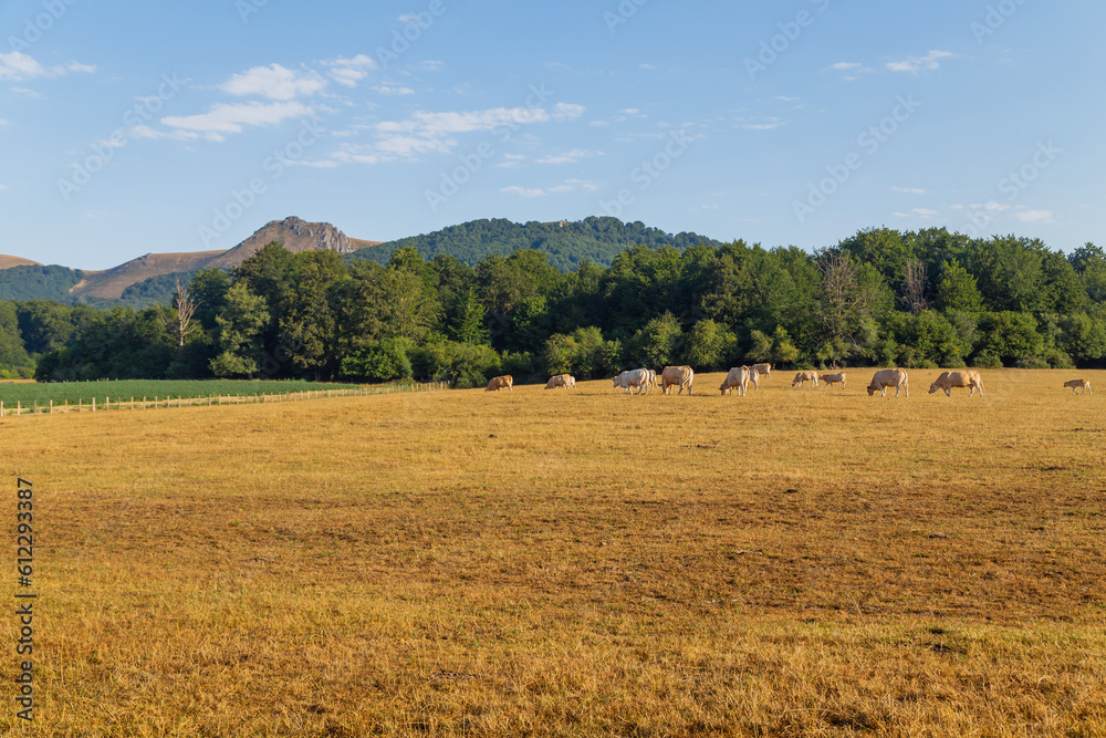 Cows grazing in Pyrenees