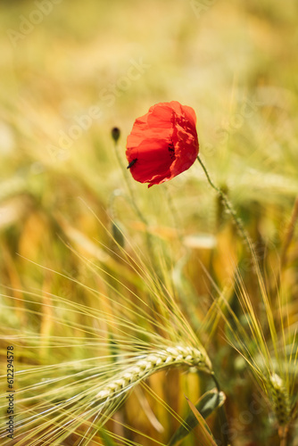 Red poppy growing in field of grain photo