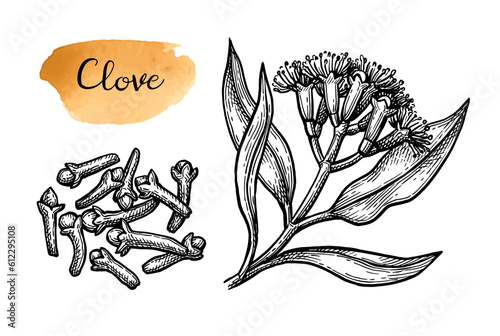 Clove spice ink sketch.