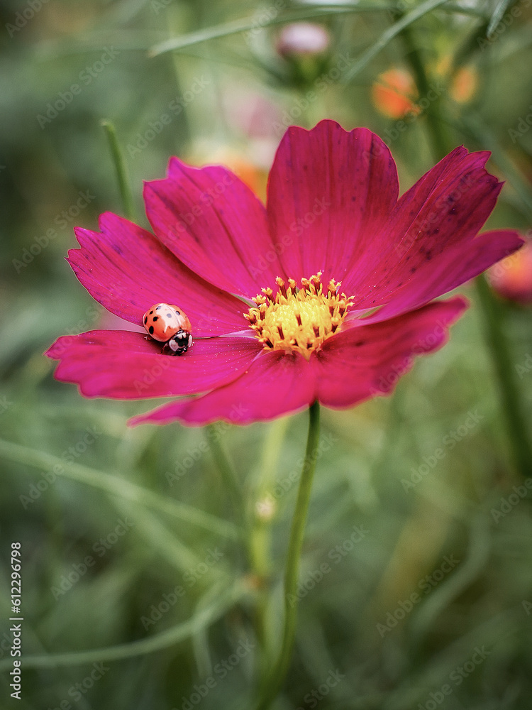 Joaninha na flor de cravo rosa - ladybug perched on hot pink flower Joaninha na flor de cravo rosa - ladybug perched on hot pink flower