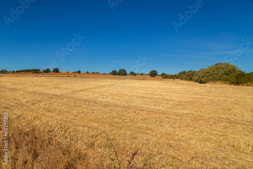 view of a crop field in Spain