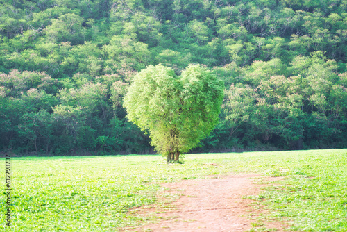 Heart shaped tree in field with forest background