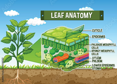 Internal structure of leaf diagram