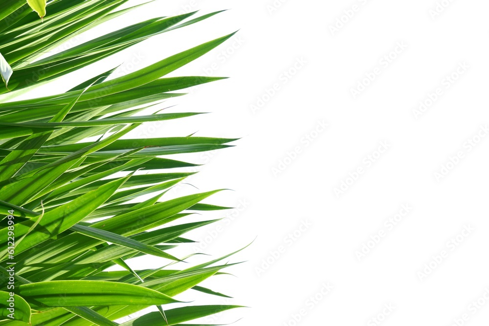 Tropical plant with leaves on white isolated background For green foliage backdrop Tropical plant with leaves on white isolated background For green foliage backdrop