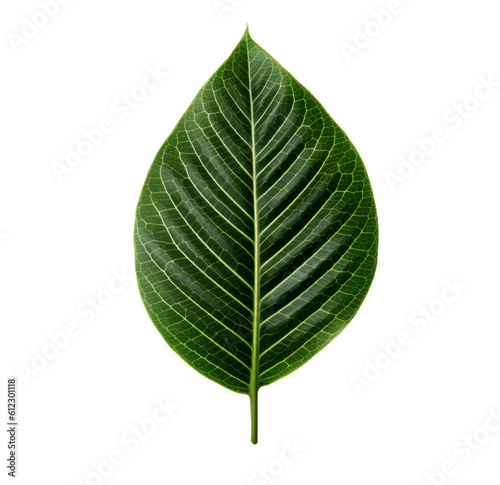 leaf isolated on transparent background  generative ai