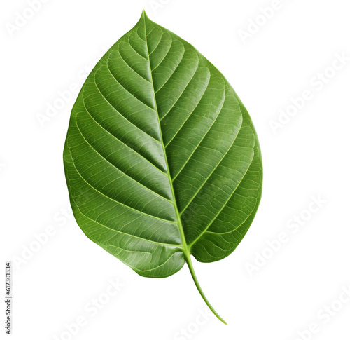 single green leaf isolated on transparent background  generative ai