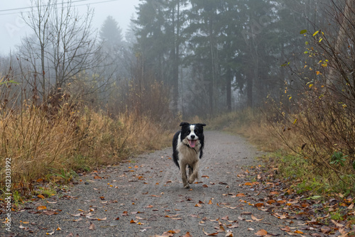 Pet activity. Cute puppy dog border collie running in autumn park outdoor. Pet dog on walking in foggy autumn fall day. Hello Autumn cold weather concept