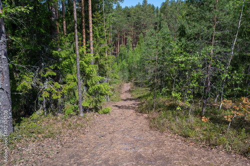 summer forest in estonia