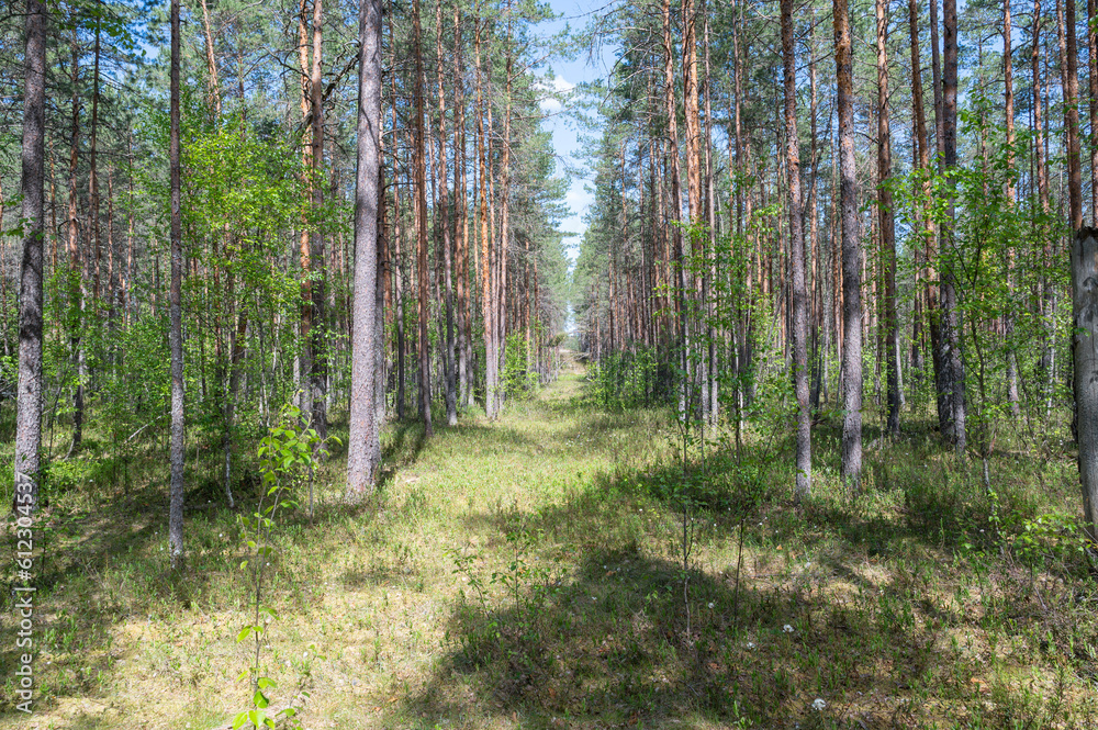 summer forest in estonia