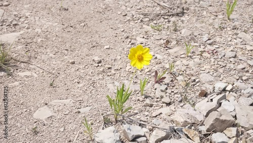 금계국 yellow flower nature lonely sky alone sky