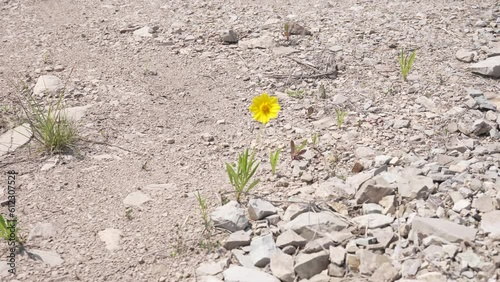 금계국 yellow flower nature lonely sky alone sky