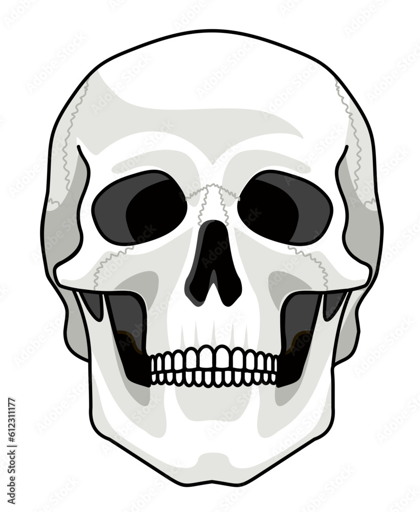 Fototapeta premium Skull bone face. Front view. Skull icon. Black and white cartoon smiling cute human skeleton head isolated on white background, vector illustration. Spooky skeleton dead head sketch