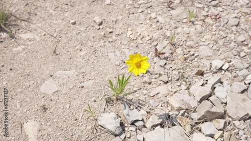금계국 yellow flower nature lonely sky alone sky
