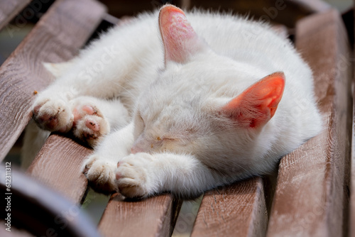 White cat resting on a park bench