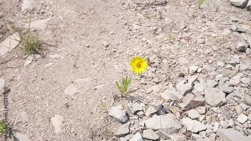 금계국 yellow flower nature lonely sky alone sky