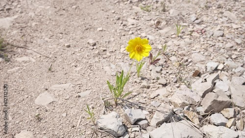 금계국 yellow flower nature lonely sky alone sky