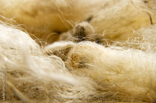 Close-up of raw sheep's wool. Washed but not carded or spun. Focus in centre. Short depth of field. Selective focus.