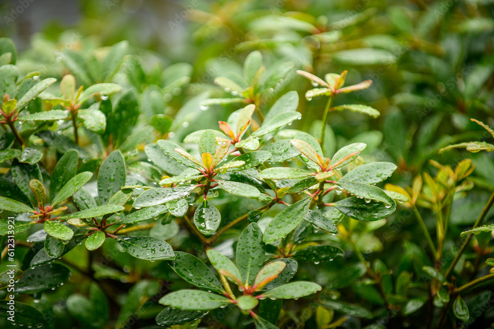雨に濡れたモッコクの葉