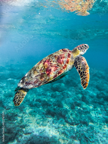 Sea turtle swimming underwater in crystal clear ocean and surrounded by reefs in Nouméa, New Caledonia photo