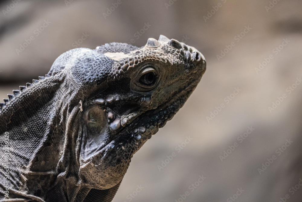 Fototapeta premium 丸山動物園の仲間たち