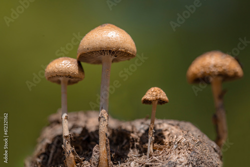 Beautiful close-up of forest fungi (Protostropharia semiglobata, commonly known as dung roundhead, hemispheric fungus or hemispheric stropharia) growing on a horse dung.