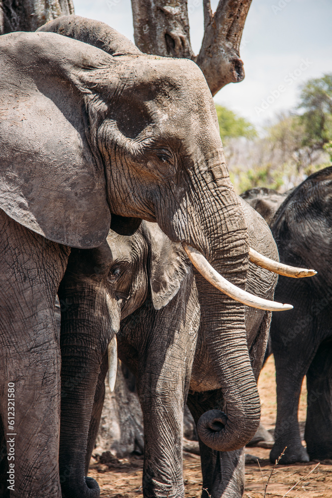 Fototapeta premium Mother and baby elephant, Chobe National Park, Botswana