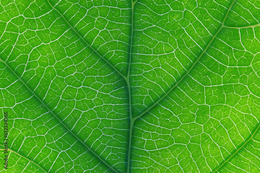Fototapeta premium Beautiful Leaf Macro A Captivating CloseUp of Nature's Delicate Beauty