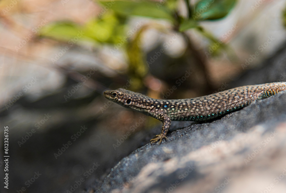 Fototapeta premium lizard on the rock