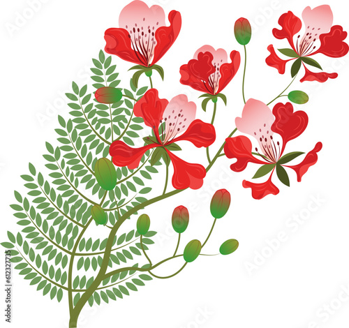 Red gulmohar flower vector illustration. From India. Peacock flowers. Flamboyant flower. Isolated on a white background.