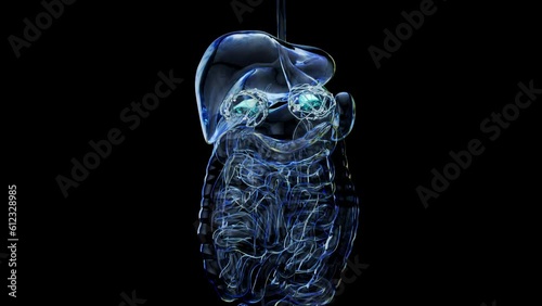 Abstract 3d anatomy view of adrenal glands photo