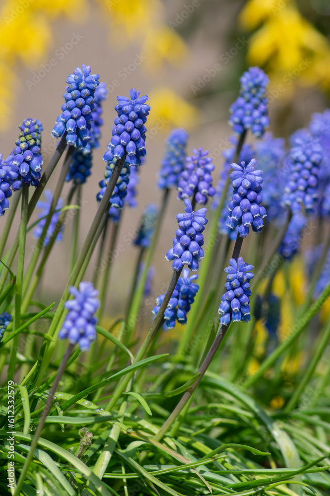 Fototapeta premium Muscari armeniacum ornamental springtime flowers in bloom, Armenian grape hyacinth flowering blue plants in the garden