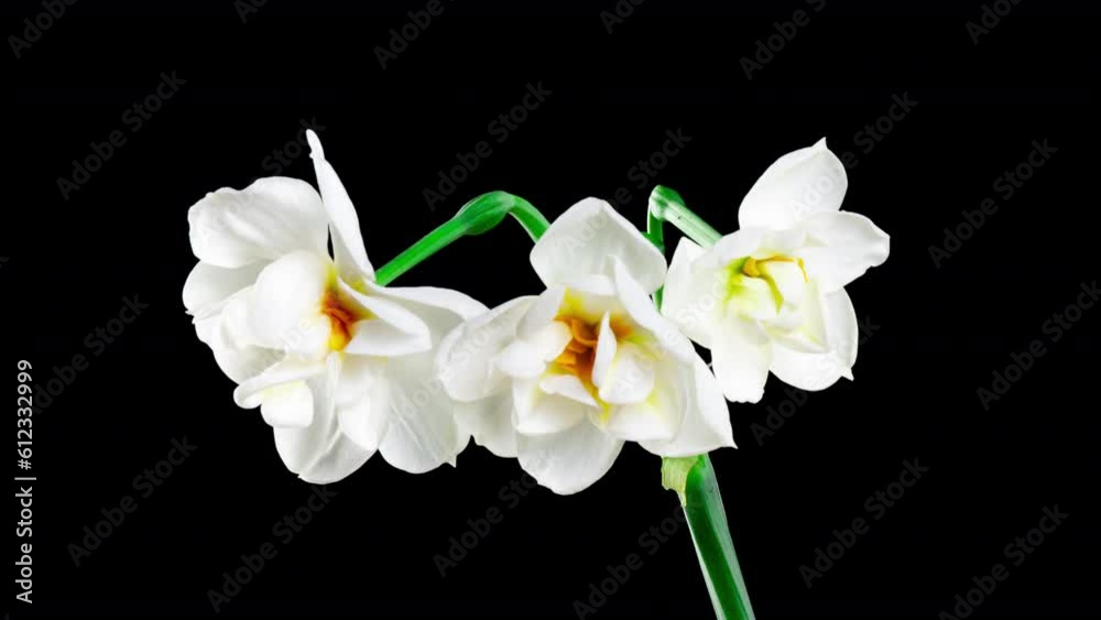 Narcissus. Blooming of beautiful white and yellow flowers on black background, Daffodil. Spring, easter. Timelapse. 4k Narcissus. Blooming of beautiful white and yellow flowers on black background, Daffodil. Spring, easter. Timelapse. 4k
