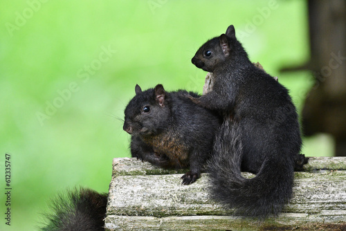 Close up an adult and baby Black Squirrel sitting on a fence  © Carol Hamilton