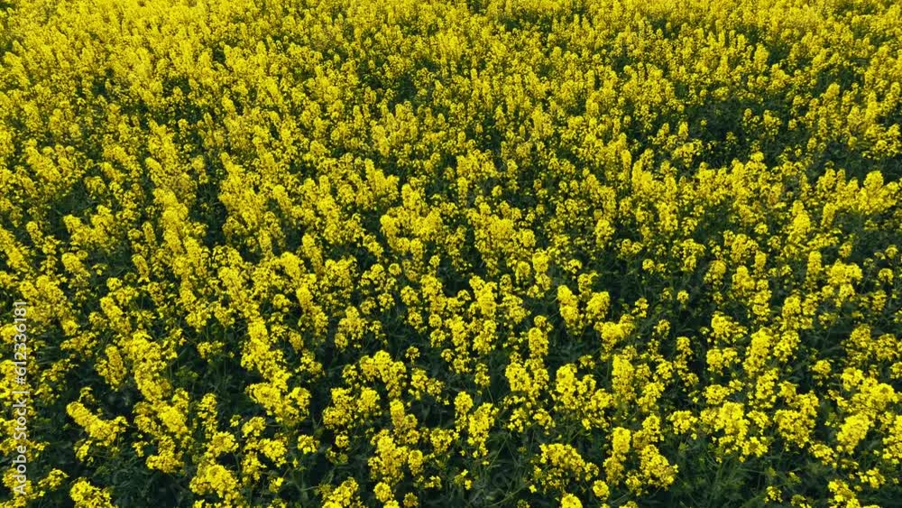 Blooming rapeseed field on a sunny day. Flying above stunning yellow rape fields in spring. Vegetable raw materials for biofuel production - biodiesel. Slow motion video, Blooming rapeseed field on a sunny day. Flying above stunning yellow rape fields in spring. Vegetable raw materials for biofuel production - biodiesel. Slow motion video,