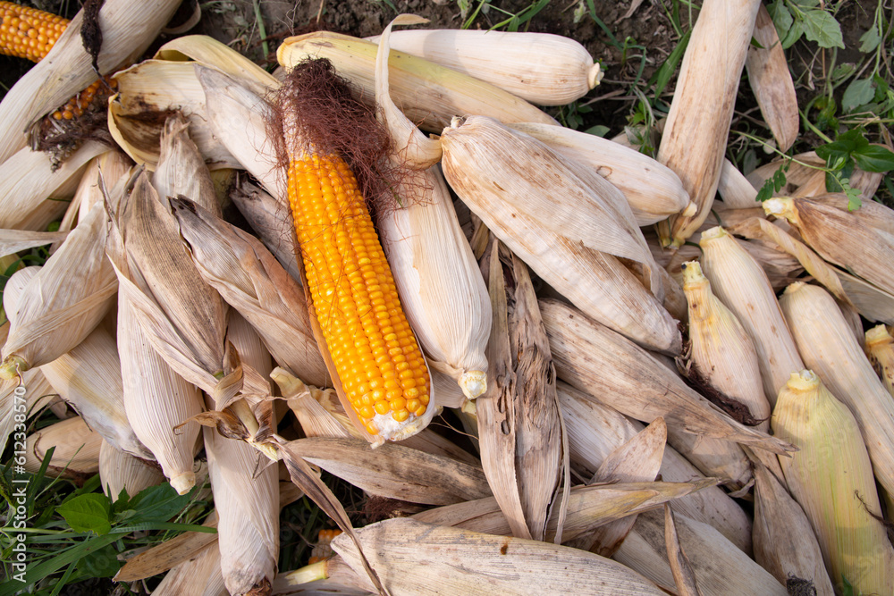 an agriculture texture background concept of ripe organic Corn cobs in the field