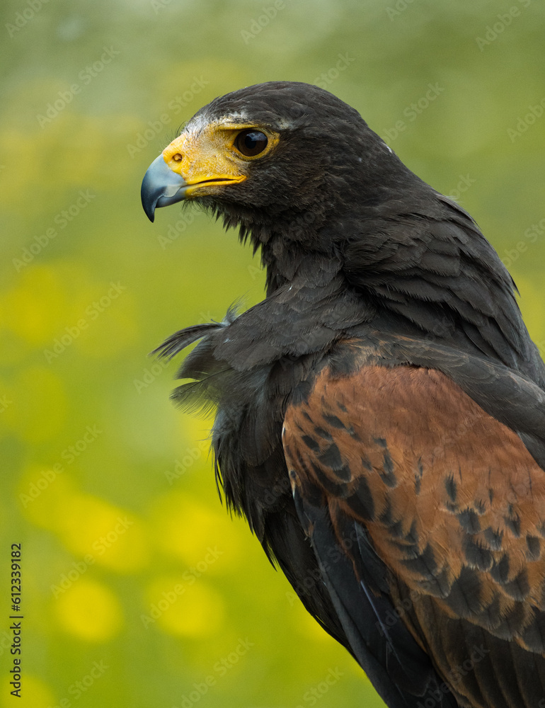 Fototapeta premium Portrait of a Harris Hawk bird of prey in a meadow
