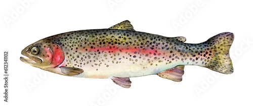 Watercolor rainbow trout (Oncorhynchus mykiss). Hand drawn fish illustration isolated on white background. photo