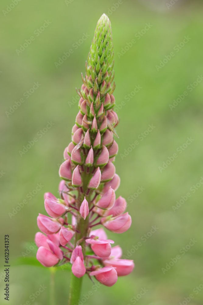Pink Lupin flower blooms in the field. Bunch of Lupinus Polyphyllus summer flower background. Violet spring and summer Flower. Pink flower
Lupine a green background. Lupinus. Pink Lupin flower blooms in the field. Bunch of Lupinus Polyphyllus summer flower background. Violet spring and summer Flower. Pink flower
Lupine a green background. Lupinus.