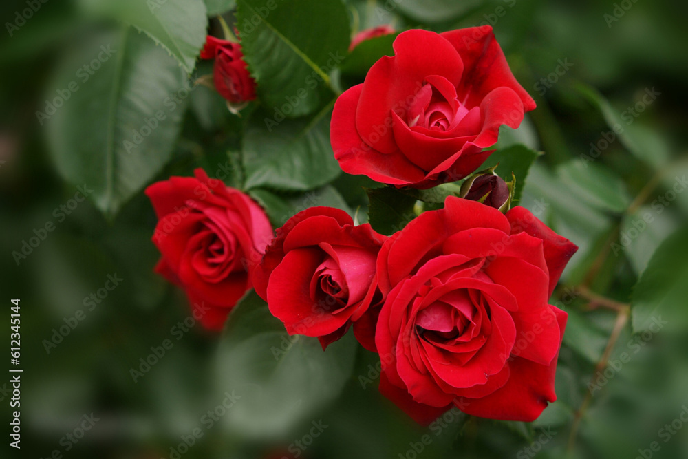 Garden red roses with a background blur effect on the photo. Garden red roses with a background blur effect on the photo.