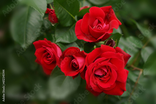 Garden red roses with a background blur effect on the photo.
