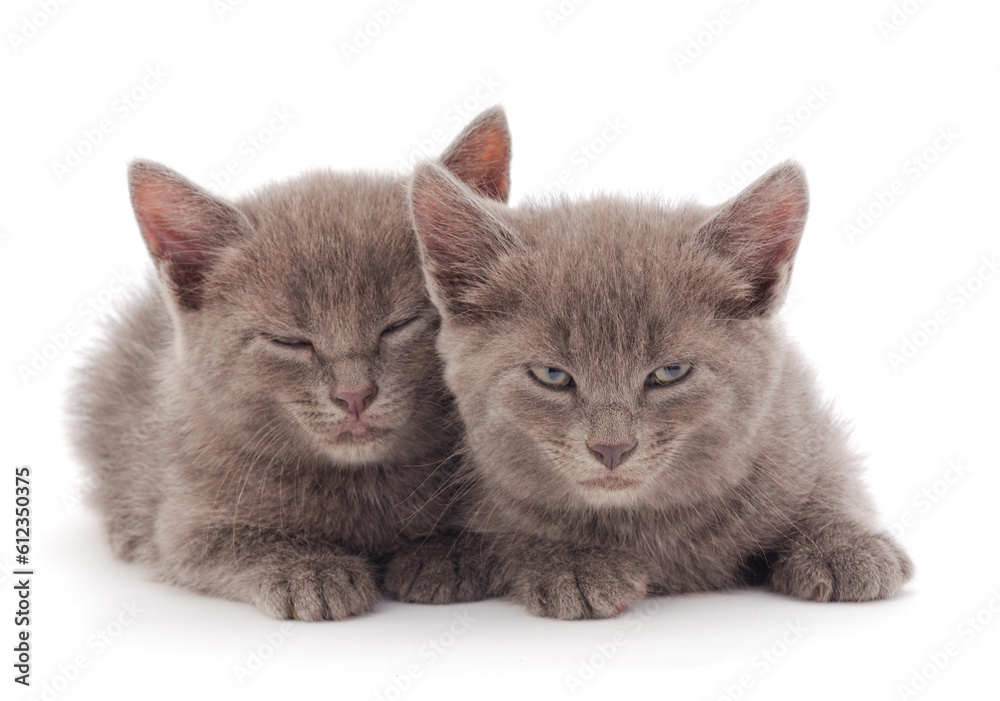 Obraz premium Two small kittens isolated.