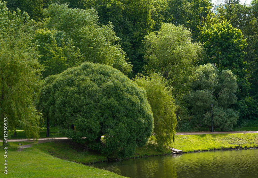 Naklejka premium landscape with trees
