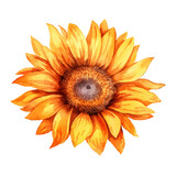 Watercolor Sunflower flower, tropical Sunflower, Sunflower Sticker