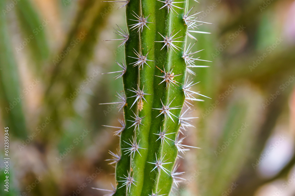 macro cactus